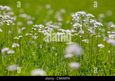 cuckooflower, lady's smock (Cardamine pratensis), blooming in a meadow, Germany, Rhineland-Palatinate Stock Photo
