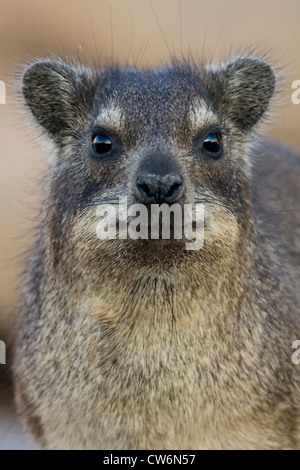 common rock hyrax, rock dassie (Procavia capensis), female warming up in morning sun, South Africa, Augrabis NP Stock Photo