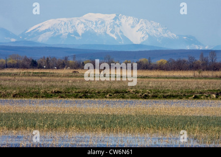 flooded meadows in spring at Seewinkel, with the mountain Schneeberg behind, Austria, Burgenland Stock Photo