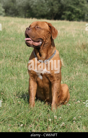 Dogue de Bordeaux (Canis lupus f. familiaris), 10 month old whelp Stock Photo
