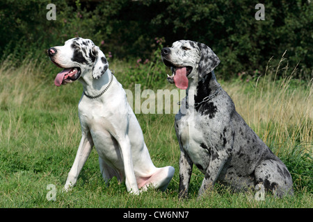 Great Dane (Canis lupus f. familiaris), two Great Danes sitting next to each other on a meadow. Tiger Dane and White Dane Stock Photo