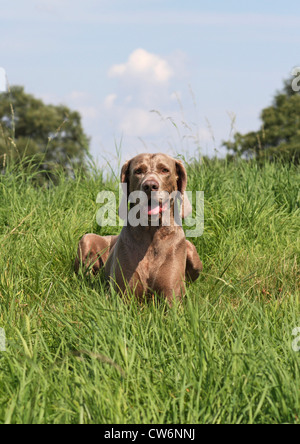 Weimaraner (Canis lupus f. familiaris), short-haired breed lying on a meadow Stock Photo