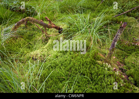 purple moor-grass (Molinia caerulea), on moist forest ground with Sphagnum and Polytrichum, Germany, Rhineland-Palatinate Stock Photo