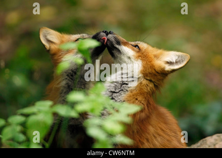 red fox (Vulpes vulpes), playing young, Germany Stock Photo