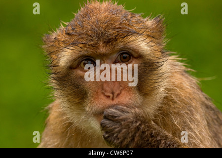 rhesus monkey, rhesus macacque (Macaca mulatta), portrait with the hand at the mouth Stock Photo