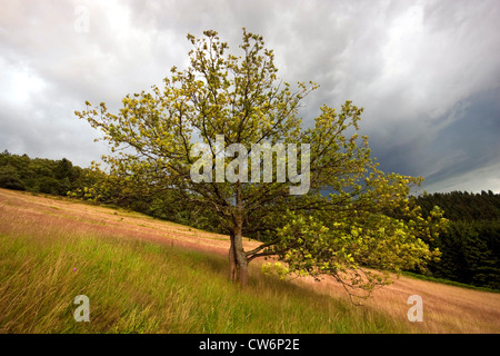 common oak, pedunculate oak, English oak (Quercus robur), single tree on sloping meadow, Germany, Rhineland-Palatinate Stock Photo