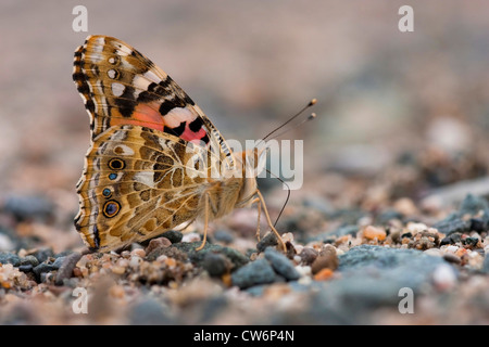 painted lady, thistle (Cynthia cardui, Vanessa cardui), sucking at the ground, Germany, Rhineland-Palatinate Stock Photo