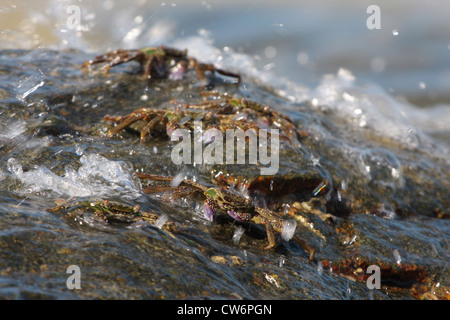 marsh crabs, shore crabs, talon crabs (Grapsus spec., Grapsidae), some animals on a rock in the surf, Thailand, Phuket, Khao Sok NP Stock Photo