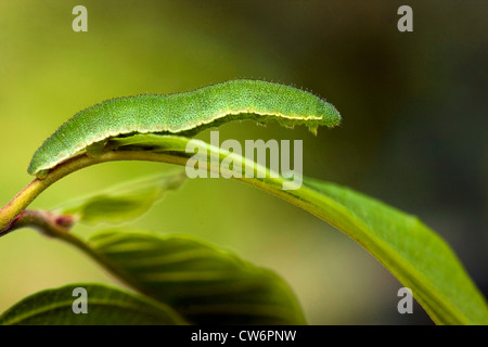 brimstone (Gonepteryx rhamni), caterpillar sitting on a leaf of Frangula alnus, Germany, Rhineland-Palatinate Stock Photo