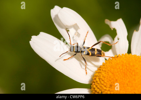 wasp beetle (Clytus arietis), sitting on white flower, Germany, Rhineland-Palatinate Stock Photo