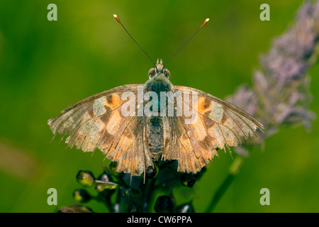 painted lady, thistle (Cynthia cardui, Vanessa cardui), old individual, Germany, Rhineland-Palatinate Stock Photo