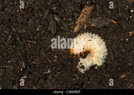 hermit beetle (Osmoderma eremita), larva in brittle oak wood, Germany Stock Photo