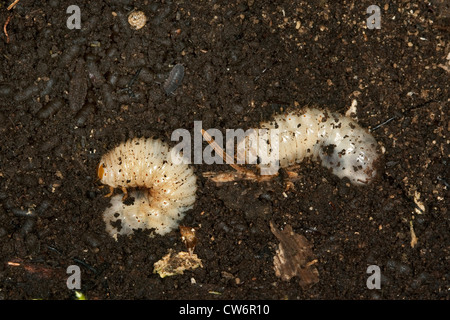 hermit beetle (Osmoderma eremita), larvae in brittle oak wood, Germany Stock Photo