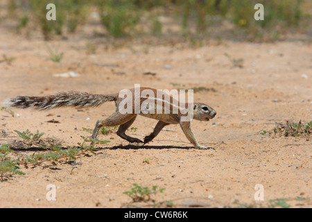 South African ground squirrel, Cape ground squirrel (Geosciurus inauris, Xerus inauris), walking over dry soil ground, South Africa, Kalahari Stock Photo