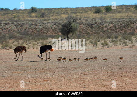 ostrich (Struthio camelus), family with several chicks is walking through the steppe one after another, South Africa, Kgalagadi Transfrontier NP Stock Photo