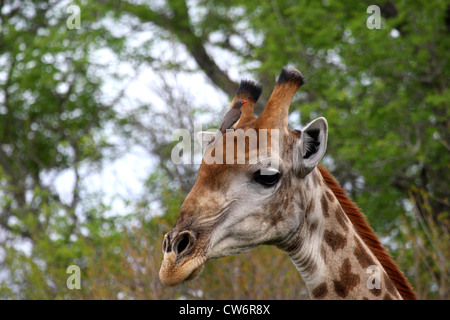 giraffe (Giraffa camelopardalis), portrait in front of treetops with red-billed oxpecker sitting on the forehead, Kenya, Krueger National Park Stock Photo