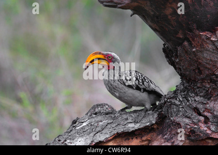 yellow-billed hornbill (Tockus flavirostris), sitting on a tree trunk, South Africa, Kgalagadi Transfrontier NP Stock Photo