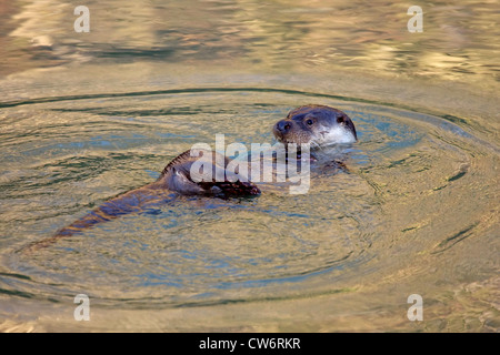 European river otter, European Otter, Eurasian Otter (Lutra lutra), swimming on the back, Germany Stock Photo