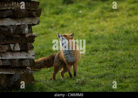red fox (Vulpes vulpes), standing in a meadow in its winter fur looking up at a pile of firewood, Germany Stock Photo