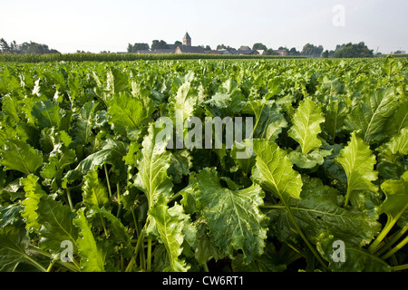 root beet (Beta vulgaris), rural scenery with church of Ginderich in the background, Germany, North Rhine-Westphalia, Ginderich Stock Photo