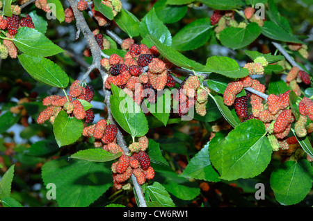 Black Mulberry, Common Mulberry (Morus nigra), branch wit fruits, Italy Stock Photo