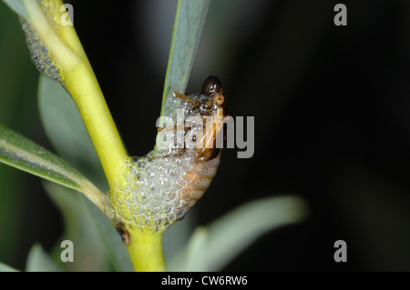 willow froghopper (Aphrophora salicina), larva, Germany, Bavaria Stock Photo