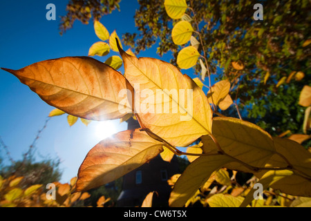 Japanese Knotweed (Fallopia japonica, Reynoutria japonica), leaves in backlight, Germany, Lower Saxony Stock Photo