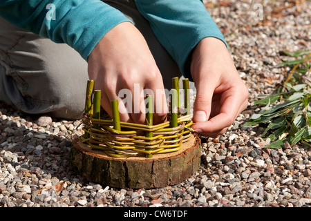 girl building an Easter basket from a tree disc, willow twigs, moss, daisies and coloured eggs; 3. step: weaving flexible willow twigs into the solide vertical ones, Germany Stock Photo