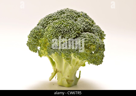 A head of broccoli is on a white background. Stock Photo