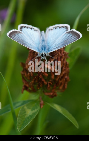 Symmetrical frontal view of male Chalkhill Blue butterfly showing upper wings Stock Photo