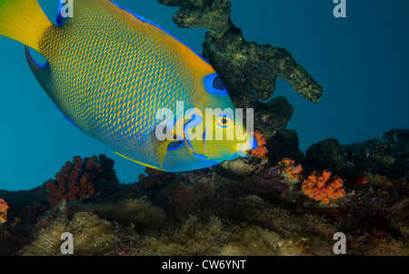 Queen angelfish at Salt Pier, Bonaire Stock Photo