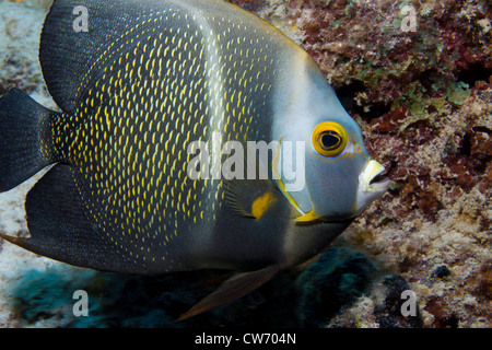 Intermediate french angelfish on coral reef Stock Photo