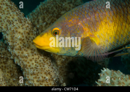 Spanish hogfish on coral reef Stock Photo