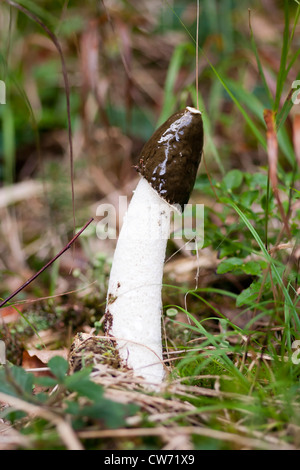 common stinkhorn - wood witch - powerful smell Stock Photo