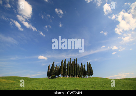 hilly landscape with cypress group in spring, Italy, Tuscany Stock Photo