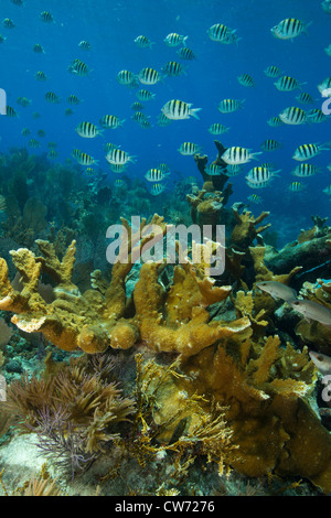 Underwater scene, healthy coral reef Stock Photo