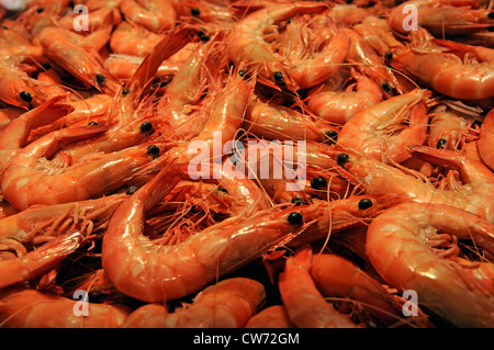 fresh king prawns at fish market, Australia, Sydney Stock Photo