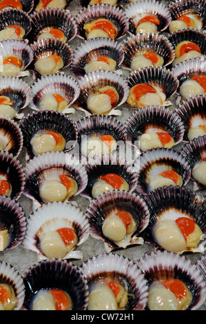 fresh bivalves, scallop  at fish market, Australia, Sydney Stock Photo