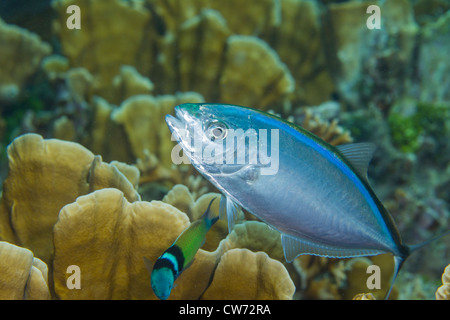 Bar jack and Bluehead wrasse engaged in cleaning behavior Stock Photo