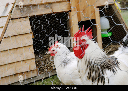 Light Sussex hens and cockerel in a moveable hen house, Wales. Stock Photo