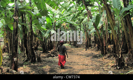 farmer woman walking trough a forest of banana plants, Republic of the Congo, North Kivu Stock Photo