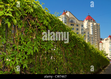 Spring meadow with big tree with fresh green leaves Stock Photo