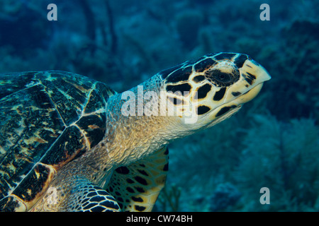 Hawksbill turtle, Key Largo, Florida
