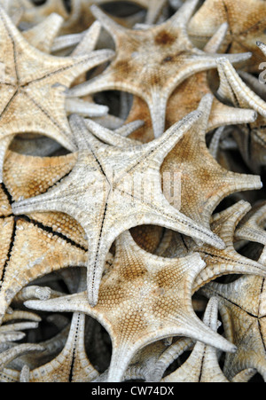 dried Seastars a ingredient in traditional Chinese medicine Stock Photo