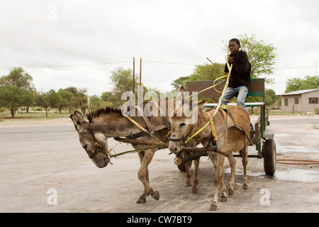 african boy driving a donkey cart, Botswana, Shakawe Stock Photo