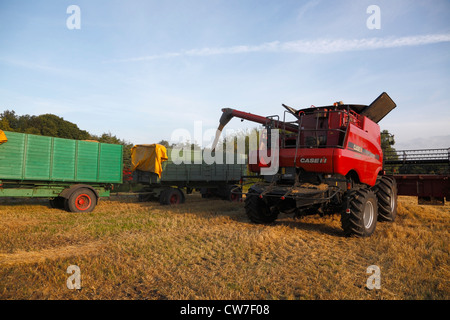 Red Case IH Axial-Flow 5088 combine harvester emptying a load of malting barley through the auger into a trailer in Denmark. Stock Photo