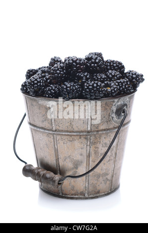 A pail of freshly picked blackberries on a white background with slight reflection. Vertical Format. Stock Photo