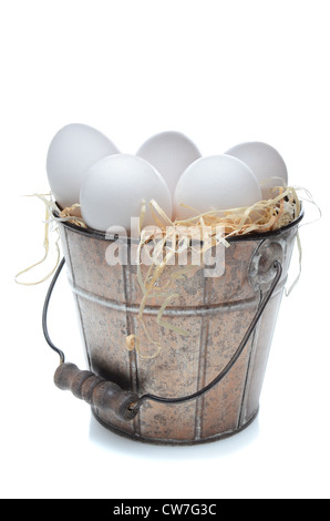 Fresh chicken eggs in an old fashioned tin bucket over a white background with slight reflection. Bucket is filled with straw. Stock Photo
