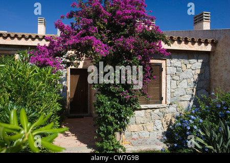 paper plant, four-o'clock (Bougainvillea spec.), holiday bungalows at Costa rei, Italy, Sardegna Stock Photo