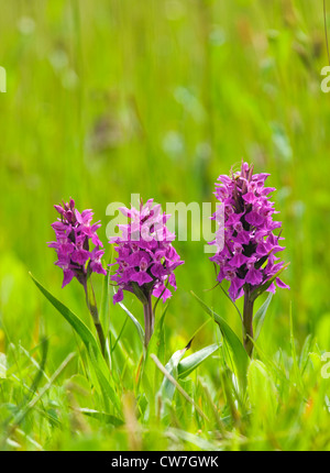 Northern Marsh Orchids, Dactylorhiza purpurella. UK. Stock Photo